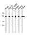 Aldehyde dehydrogenase, mitochondrial antibody, 57-649, ProSci, Western Blot image 