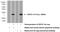 Suppressor Of Cytokine Signaling 1 antibody, 25852-1-AP, Proteintech Group, Western Blot image 