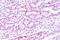 Dishevelled Binding Antagonist Of Beta Catenin 3 antibody, NBP1-19052, Novus Biologicals, Immunohistochemistry frozen image 