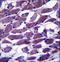 Myomesin 1 antibody, LS-C164726, Lifespan Biosciences, Immunohistochemistry paraffin image 