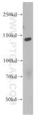 Euchromatic Histone Lysine Methyltransferase 2 antibody, 11595-1-AP, Proteintech Group, Western Blot image 