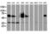 Epsin 2 antibody, LS-C173743, Lifespan Biosciences, Western Blot image 