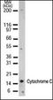 Cytochrome C, Somatic antibody, orb88002, Biorbyt, Western Blot image 