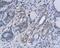 Aryl Hydrocarbon Receptor antibody, orb4234, Biorbyt, Immunohistochemistry paraffin image 