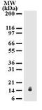 Interleukin 25 antibody, MA1-41067, Invitrogen Antibodies, Western Blot image 