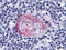 AKT Serine/Threonine Kinase 2 antibody, M00725-2, Boster Biological Technology, Immunohistochemistry frozen image 