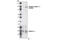 Catenin Delta 1 antibody, 2910S, Cell Signaling Technology, Western Blot image 