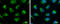 Succinate-CoA Ligase GDP-Forming Beta Subunit antibody, GTX107002, GeneTex, Immunofluorescence image 