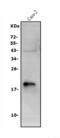 Claudin 3 antibody, A04393-3, Boster Biological Technology, Western Blot image 