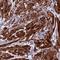 Energy Homeostasis Associated antibody, HPA042575, Atlas Antibodies, Immunohistochemistry paraffin image 