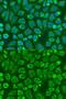 Sorting Nexin 32 antibody, GTX32889, GeneTex, Immunofluorescence image 