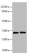 Regucalcin antibody, A60590-100, Epigentek, Western Blot image 