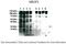 Ubiquitin Like Domain Containing CTD Phosphatase 1 antibody, A11366, Boster Biological Technology, Western Blot image 