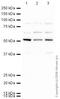 Protein delta homolog 1 antibody, ab21682, Abcam, Western Blot image 