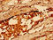 CD36 Molecule antibody, LS-C669717, Lifespan Biosciences, Immunohistochemistry paraffin image 