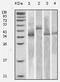 Thioredoxin antibody, MA5-15333, Invitrogen Antibodies, Western Blot image 