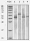 Thioredoxin antibody, MA5-15333, Invitrogen Antibodies, Western Blot image 