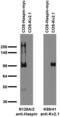Histone H3 Associated Protein Kinase antibody, 75-161, Antibodies Incorporated, Western Blot image 