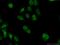 TSC22 Domain Family Member 1 antibody, 10214-1-Ig, Proteintech Group, Immunofluorescence image 