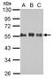 Cdc42 effector protein 1 antibody, PA5-30433, Invitrogen Antibodies, Western Blot image 