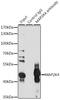 Mitogen-Activated Protein Kinase Kinase 4 antibody, 23-132, ProSci, Immunoprecipitation image 