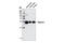 Troponin I3, Cardiac Type antibody, 13083S, Cell Signaling Technology, Western Blot image 