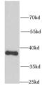 Nuclear Receptor Binding Factor 2 antibody, FNab05850, FineTest, Western Blot image 