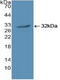 Janus Kinase 1 antibody, MBS2002523, MyBioSource, Western Blot image 