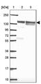 LIM And Calponin Homology Domains 1 antibody, PA5-64136, Invitrogen Antibodies, Western Blot image 