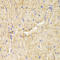 PDZ And LIM Domain 5 antibody, LS-C334242, Lifespan Biosciences, Immunohistochemistry frozen image 