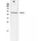 Cytochrome C Oxidase Assembly Factor Heme A:Farnesyltransferase COX10 antibody, LS-C382856, Lifespan Biosciences, Western Blot image 