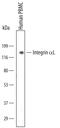 Integrin Subunit Alpha L antibody, MAB3595, R&D Systems, Western Blot image 