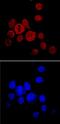 Noggin antibody, AF719, R&D Systems, Immunofluorescence image 