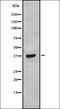 Taste 2 Receptor Member 38 antibody, orb336452, Biorbyt, Western Blot image 