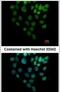 SIN3 Transcription Regulator Family Member B antibody, PA5-30680, Invitrogen Antibodies, Immunofluorescence image 