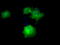 Death Associated Protein Kinase 2 antibody, LS-C115127, Lifespan Biosciences, Immunofluorescence image 