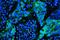 Caveolin 1 antibody, M00179-1, Boster Biological Technology, Immunofluorescence image 