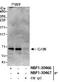 UTP6 Small Subunit Processome Component antibody, NBP1-30466, Novus Biologicals, Immunoprecipitation image 