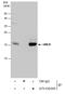 Ubiquitin Conjugating Enzyme E2 I antibody, GTX130355, GeneTex, Immunoprecipitation image 