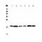 Mediator of RNA polymerase II transcription subunit 9 antibody, A12781, Boster Biological Technology, Western Blot image 