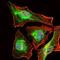 BPI Fold Containing Family B Member 1 antibody, MA5-17124, Invitrogen Antibodies, Immunofluorescence image 