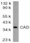 DFF40 antibody, AHP486, Bio-Rad (formerly AbD Serotec) , Immunohistochemistry paraffin image 