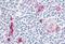 CD49D antibody, NB110-55525, Novus Biologicals, Immunohistochemistry frozen image 