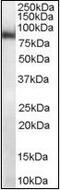 Midline 2 antibody, orb88093, Biorbyt, Western Blot image 