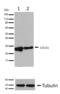 CD151 Molecule (Raph Blood Group) antibody, 710453, Invitrogen Antibodies, Western Blot image 