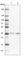 Exosome Component 7 antibody, HPA036182, Atlas Antibodies, Western Blot image 