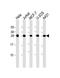 Cell Division Cycle 20 antibody, orb49134, Biorbyt, Western Blot image 