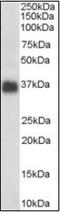 Clusterin antibody, orb88509, Biorbyt, Western Blot image 