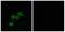 G Protein-Coupled Receptor 1 antibody, A07199, Boster Biological Technology, Western Blot image 