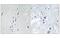 Calcium/Calmodulin Dependent Protein Kinase II Alpha antibody, MBS5300289, MyBioSource, Immunohistochemistry paraffin image 